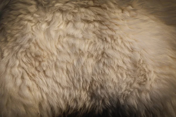 Koyun Derisi Yapıları Koyun Kürküne Yakın Yüksek Kalite Fotoğraf — Stok fotoğraf