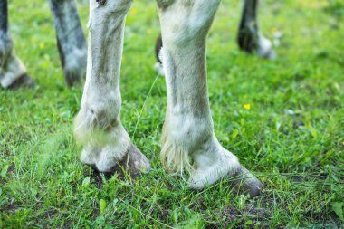 Kirli zemindeki at toynaklarının ayrıntıları. Yüksek kalite fotoğraf