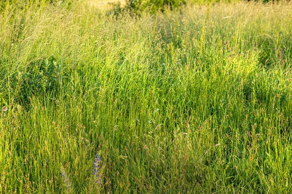 美しい晴れた日に牧草地 高品質の写真 — ストック写真