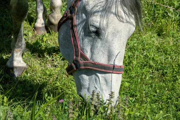Häst Betar Gräset Grön Äng Högkvalitativt Foto — Stockfoto
