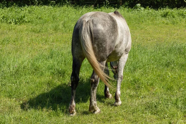 马在绿色的草地上吃草 高质量的照片 — 图库照片