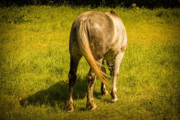 Лошадь Пасущая Траву Зеленом Лугу Высокое Качество Фото — стоковое фото