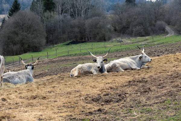 Çiftlikteki Macar Gri Sığırları Yüksek Kalite Fotoğraf — Stok fotoğraf