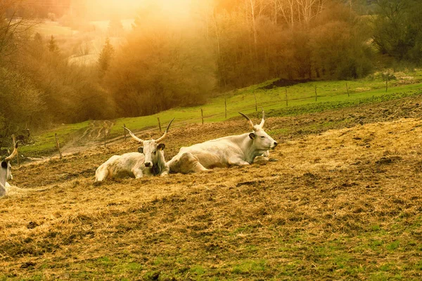 農場のハンガリーの灰色の牛 高品質の写真 — ストック写真