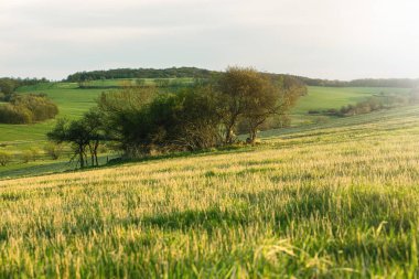 Güneşli bir günde çayır. Yüksek kalite fotoğraf