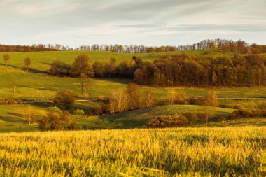 Güneşli bir günde çayır. Yüksek kalite fotoğraf