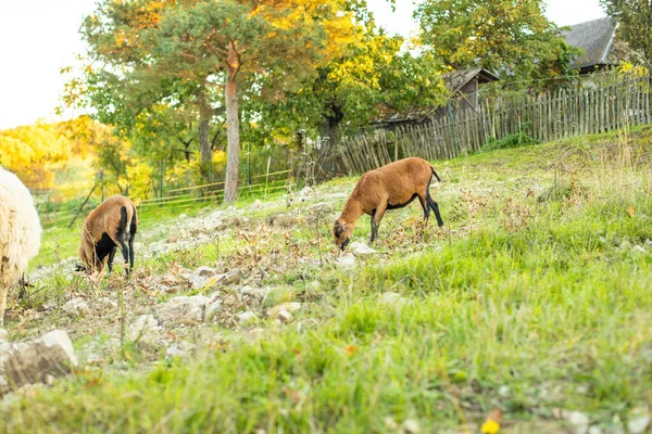 Får Betar Gräset Den Gröna Ängen Landskap Högkvalitativt Foto — Stockfoto