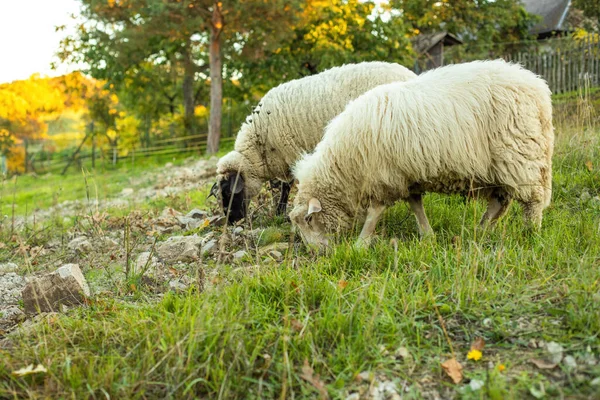 Ovelhas Pastando Gras Prado Verde Paisagem Rural Foto Alta Qualidade — Fotografia de Stock