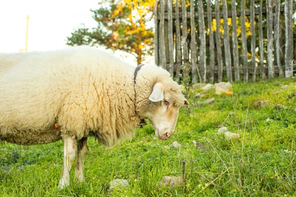Moutons Pâturant Gras Sur Prairie Verdoyante Paysage Rural Photo Haute — Photo