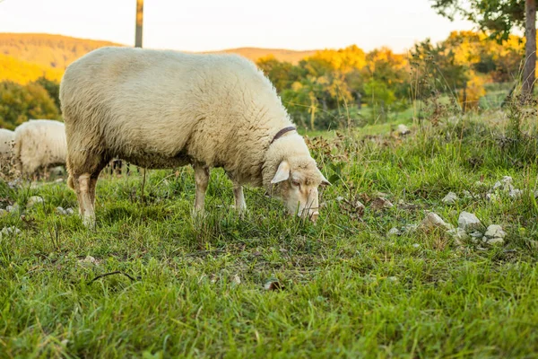 Sheep Grazing Gras Green Meadow Rural Landscape High Quality Photo — Stock Photo, Image