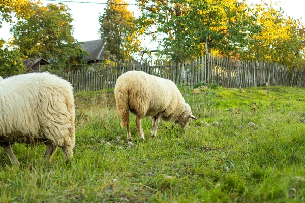 Schapen Grazen Het Gras Groene Weide Landelijk Landschap Hoge Kwaliteit — Stockfoto