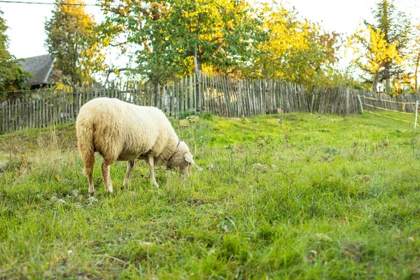 Πρόβατα Βόσκουν Γκρα Στο Πράσινο Λιβάδι Αγροτικό Τοπίο Υψηλής Ποιότητας — Φωτογραφία Αρχείου