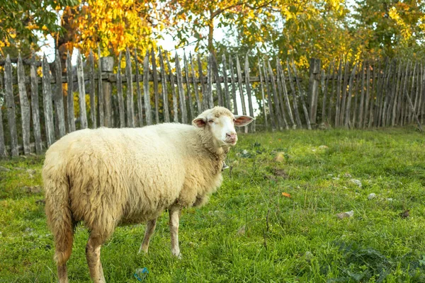 Ovelhas Pastando Gras Prado Verde Paisagem Rural Foto Alta Qualidade — Fotografia de Stock