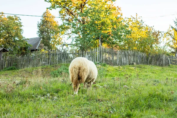 Owce Pasące Się Trawie Zielonym Łące Krajobraz Wiejski Wysokiej Jakości — Zdjęcie stockowe