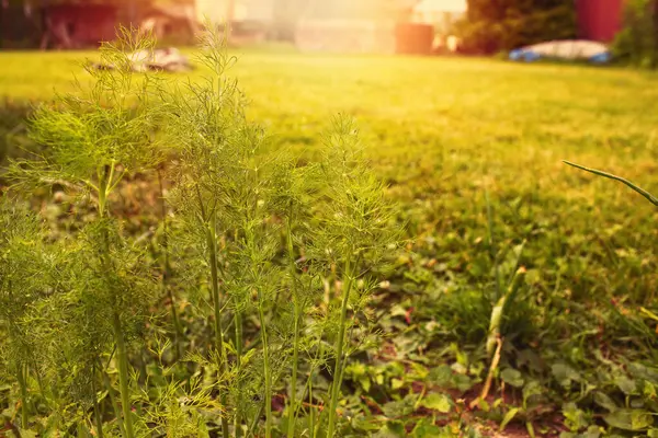 庭で成長しているディル夏の季節 高品質の写真 — ストック写真