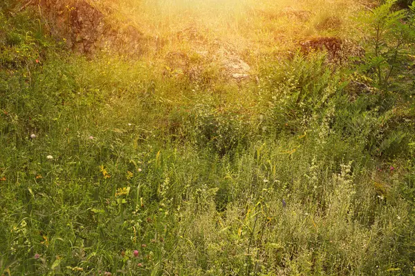 Łąka Piękny Słoneczny Dzień Wysokiej Jakości Zdjęcie — Zdjęcie stockowe