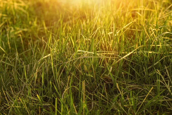 美しい晴れた日に牧草地に草 高品質の写真 — ストック写真