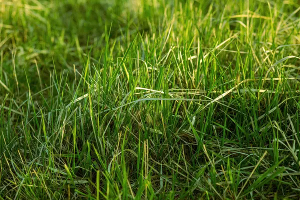 Gras Auf Der Wiese Einem Schönen Sonnigen Tag Hochwertiges Foto — Stockfoto