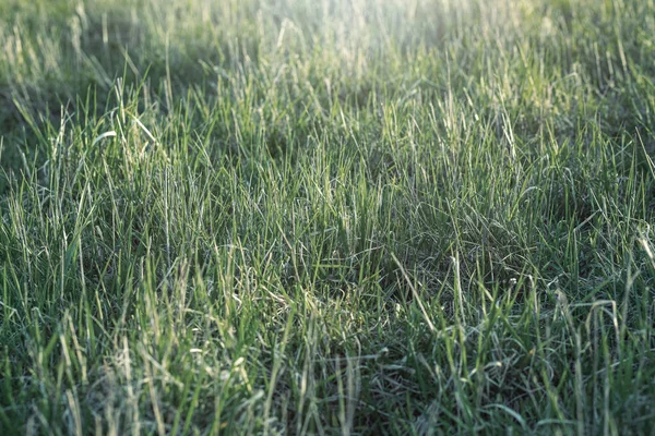 Трава Лузі Прекрасний Сонячний День Високоякісна Фотографія — стокове фото