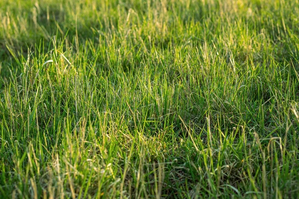 Grass Meadow Beautiful Sunny Day High Quality Photo — Stock Photo, Image