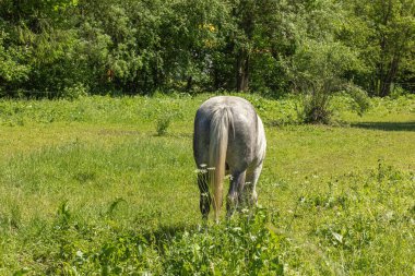 At çayırda çimleri otlatıyor. Yüksek kalite fotoğraf
