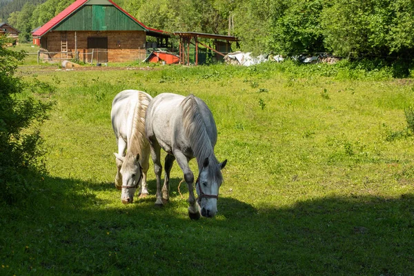 Pferde Weiden Auf Der Wiese Gras Hochwertiges Foto Stockbild