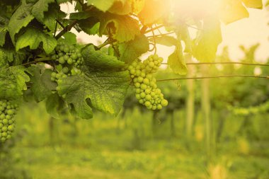 Grapes growing in a vineyard on a sunny day.Summer season. High quality photo