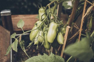 Bahçede domatesler kabın içinde büyüyor. Yüksek kalite fotoğraf