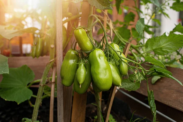 Tomates Que Crecen Jardín Recipiente Foto Alta Calidad Fotos de stock libres de derechos