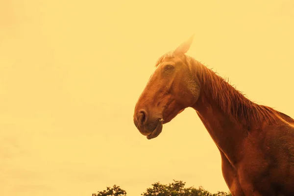 Porträt Eines Pferdes Auf Der Ranch Hochwertiges Foto — Stockfoto