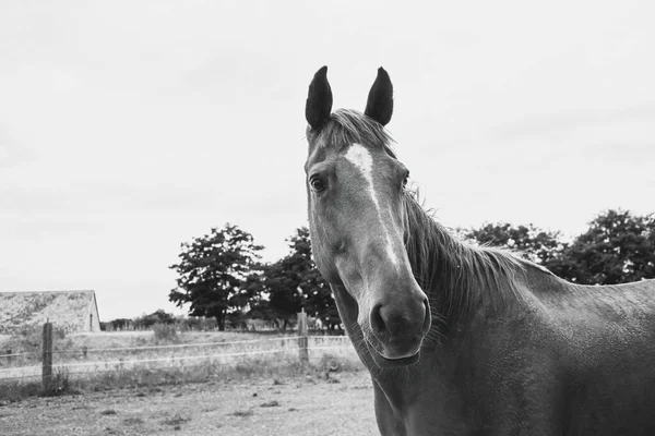 牧场上一匹马的画像 高质量的照片 — 图库照片