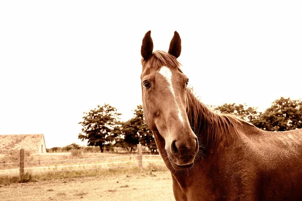 Portrait Horse Ranch High Quality Photo — Stock Photo, Image