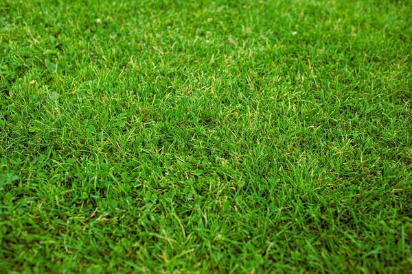 Fält Färska Gröna Gras Sommarsäsongen Högkvalitativt Foto — Stockfoto