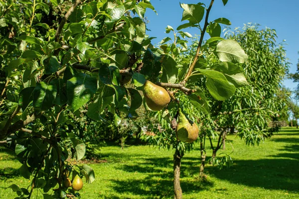 Green Pears Tree Garden Summer Season High Quality Photo — Stock Photo, Image