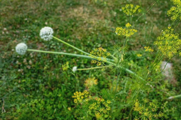 잔디는 정원에서 자라는 시즌이다 고품질 — 스톡 사진
