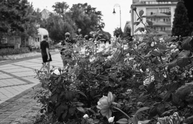 Şehir parkında büyüyen güller. Yüksek kalite fotoğraf.