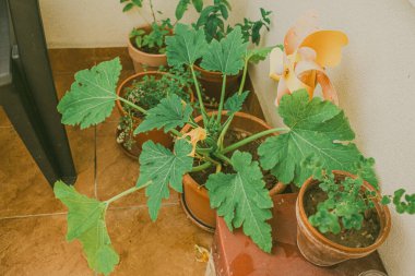 Potssmerda kabak bitkileri yetişiyor. Yüksek kalite fotoğraf