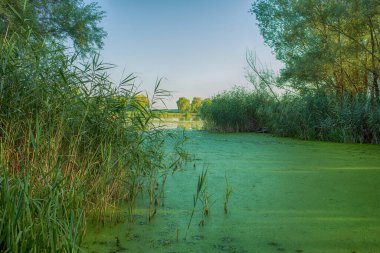 Gölün manzarası ve kıyıdaki sazlıklar. Yüksek kalite fotoğraf