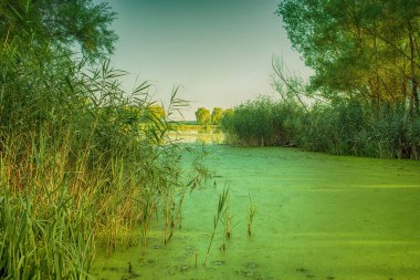 Gölün manzarası ve kıyıdaki sazlıklar. Yüksek kalite fotoğraf