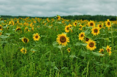 Bulutlu gökyüzüne karşı ayçiçeği tarlası vuruşu. Yüksek kalite fotoğraf