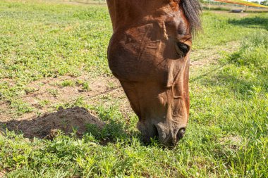 Yeşil çayırda at otluyor. Yüksek kalite fotoğraf