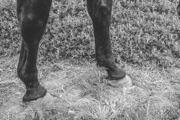 Detail of horse hoofs on dirty ground. High quality photo