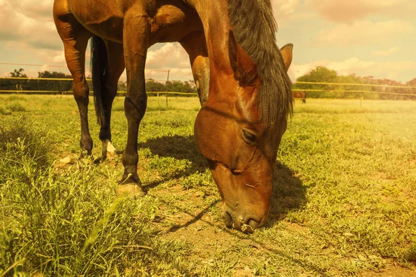 Cavallo Pascolare Erba Sul Prato Verde Foto Alta Qualità — Foto Stock