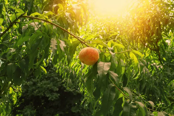 Peaches Growing Tree Garden Summer Season High Quality Photo — Stock Photo, Image