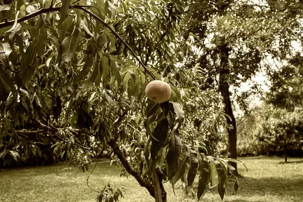 Peaches Growing Tree Garden Summer Season High Quality Photo — Stock Photo, Image