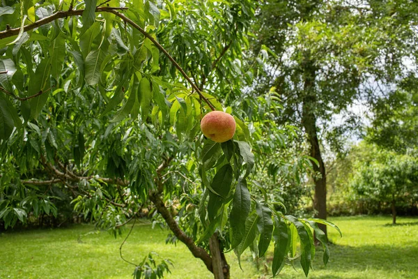 Персики Растущие Дереве Саду Высокое Качество Фото — стоковое фото
