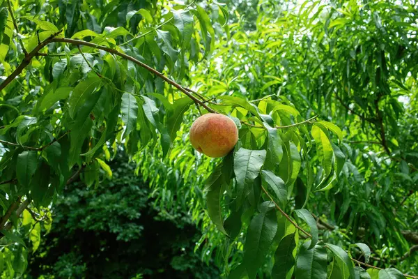 桃は庭で木で育っています 夏の季節 高品質の写真 — ストック写真