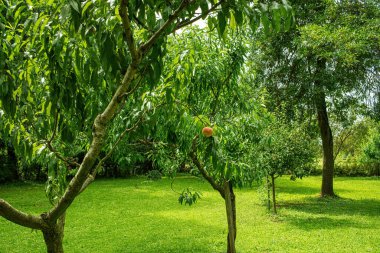 Bahçede ağaçta yetişen şeftaliler. Yaz mevsimi. Yüksek kalite fotoğraf