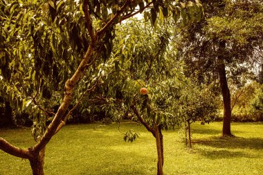 Bahçede ağaçta yetişen şeftaliler. Yaz mevsimi. Yüksek kalite fotoğraf