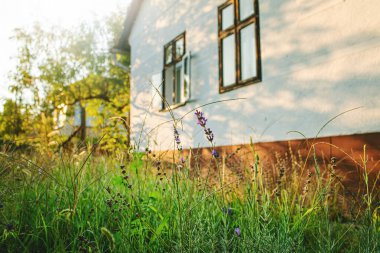Geleneksel köylü evinin önünde büyüyen lavanta. Yüksek kalite fotoğraf
